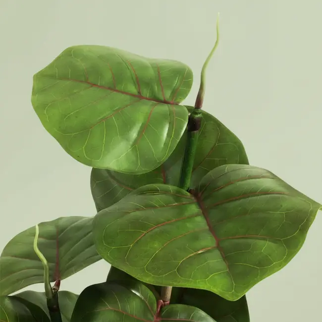 Green Botanical Decor Plant